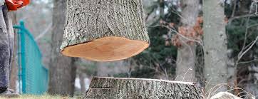 Best Tree Disease Treatment  in Cavalero, WA