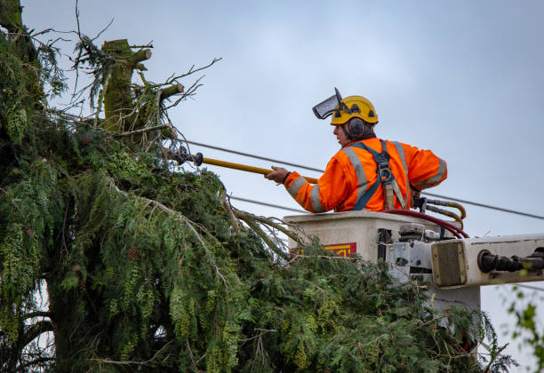 Best Tree Maintenance Programs  in Cavalero, WA