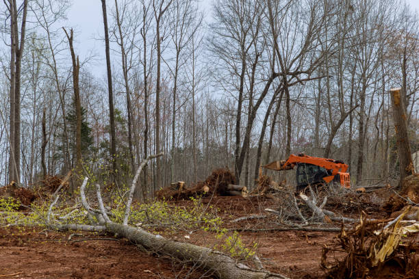 Best Stump Grinding and Removal  in Cavalero, WA