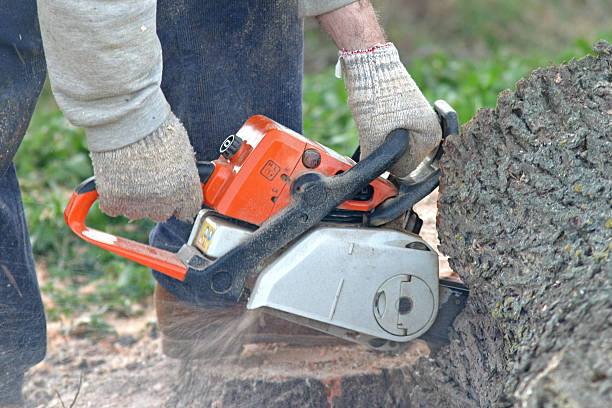 How Our Tree Care Process Works  in  Cavalero, WA