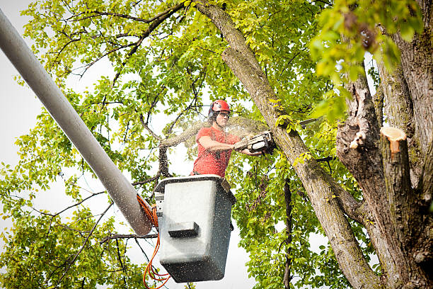 Best Tree Preservation Services  in Cavalero, WA