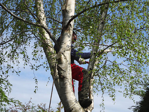 Leaf Removal in Cavalero, WA