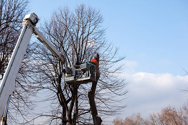 Best Leaf Removal  in Cavalero, WA