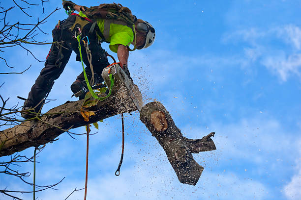 Best Root Management and Removal  in Cavalero, WA